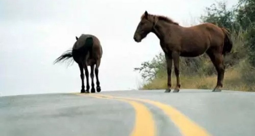 Advierten extremar precauciones ante la presencia de animales sueltos en la ruta