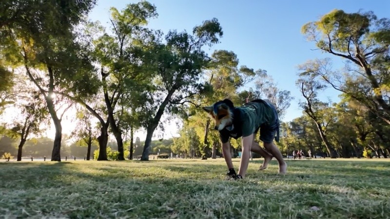 Therians: qué hay detrás de los adolescentes que dicen identificarse con animales