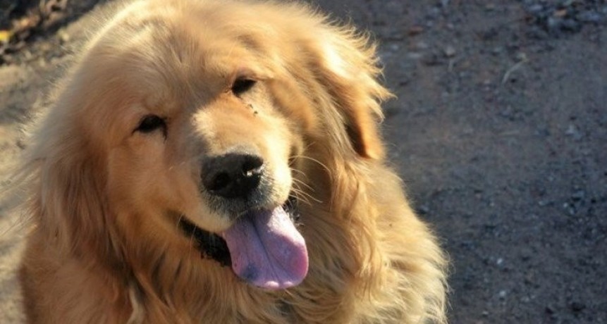Ofrece su auto como recompensa para recuperar a su perro