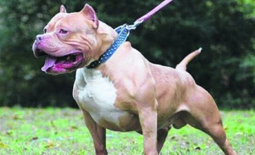 Un pitbull mordió a una nena de un año y le fracturó el cráneo