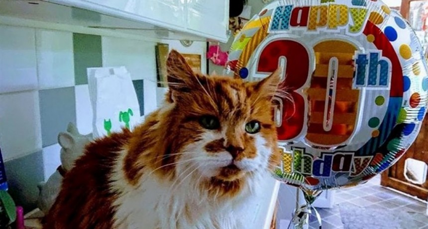 El gato más viejo del mundo celebró sus 30 años