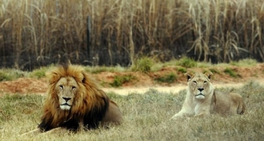Leones devoraron a dos cazadores furtivos en Sudáfrica