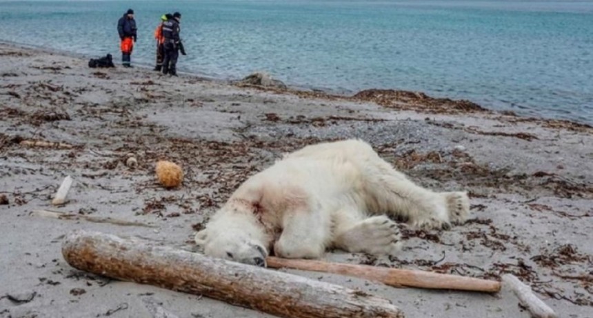 Mataron a un oso polar que atacó a un guÃa turÃstico en Noruega