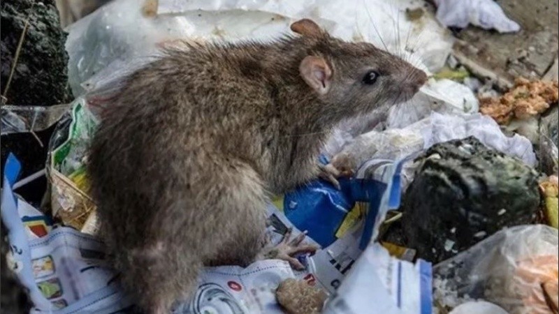 Leptospirosis: Santa Fe se mantiene arriba y el departamento Rosario en rojo