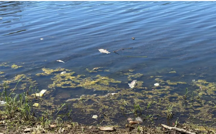 Investigan la aparición de peces muertos en el Parque del Sur