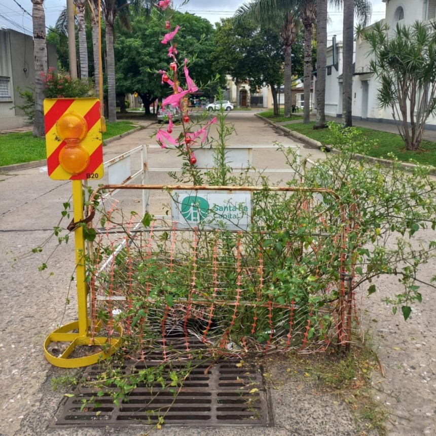 Un árbol creció en un bache y los vecinos lo adornaron para Navidad