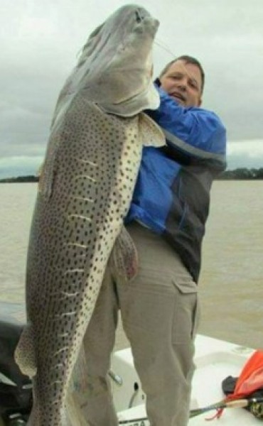 Pescaron un surub&iacute; de 80 kilos en el Paran&aacute;