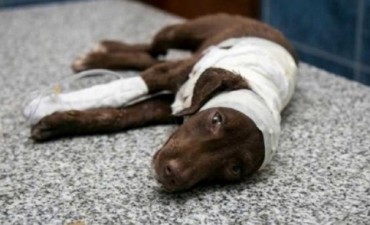 Detuvieron a un hombre acusado de haber despellejado al perro Chocolate