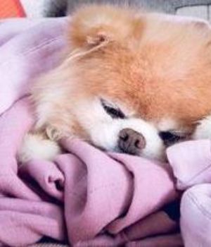 Muri&oacute; el perro "m&aacute;s lindo del mundo" por ins&oacute;lito motivo