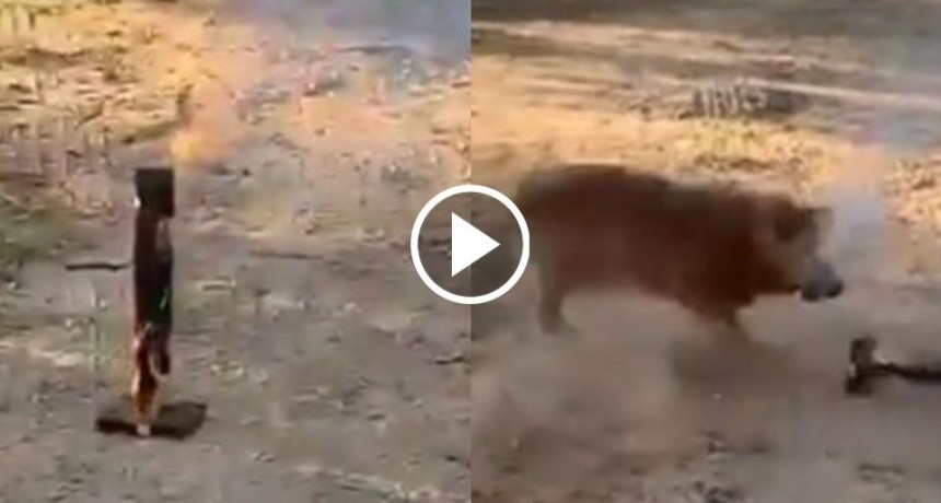 La &ldquo;venganza&rdquo; de un perro contra la pirotecnia