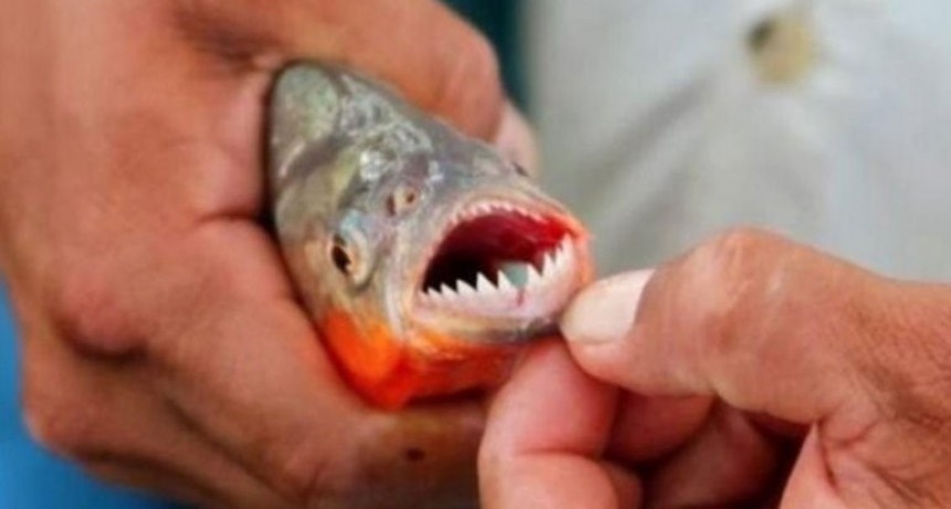 Aumenta el n&uacute;mero de heridos por el ataque de palometas en las playas de Santa Fe