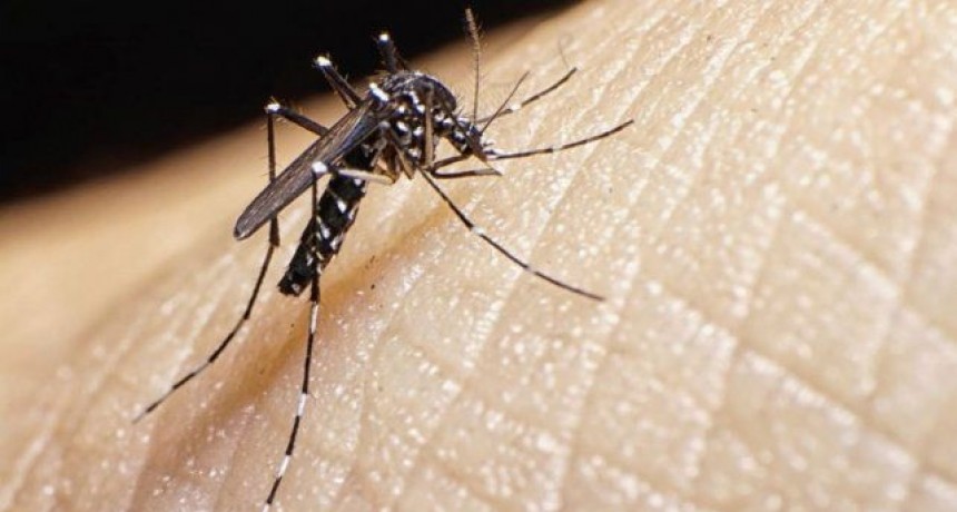 El menor movimiento de gente evit&oacute; la circulaci&oacute;n del dengue
