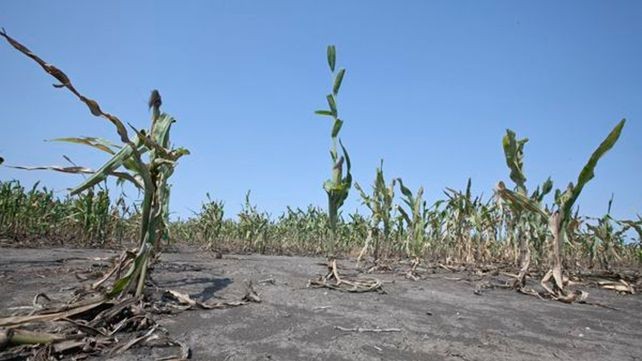 Por la sequía, declararon la emergencia agropecuaria en la provincia de Santa Fe