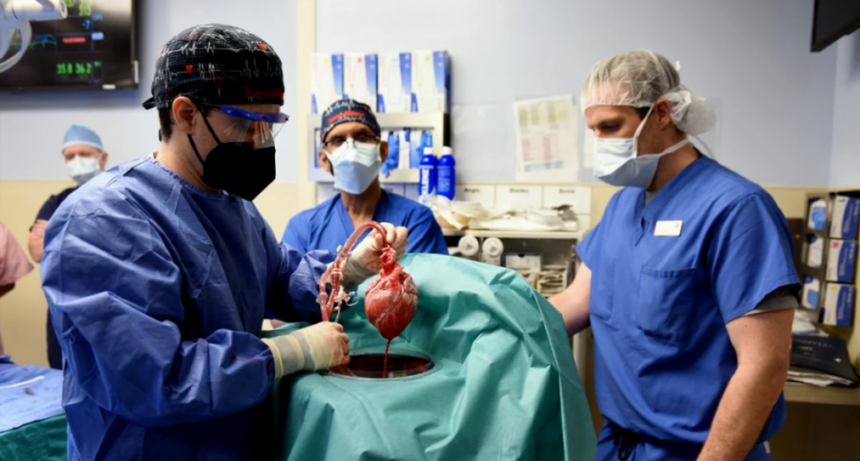 Exitoso trasplante de coraz&oacute;n de cerdo modificado en humano