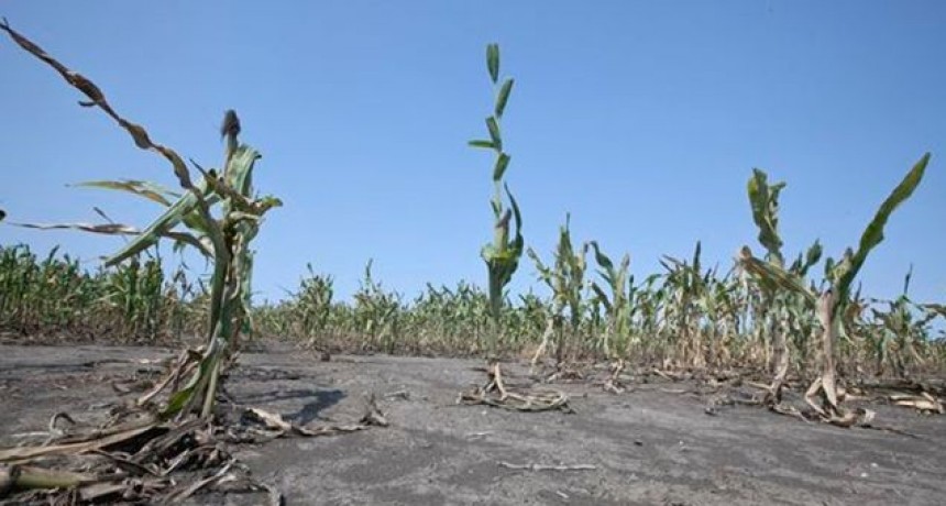 Por la sequ&iacute;a, declararon la emergencia agropecuaria en la provincia de Santa Fe
