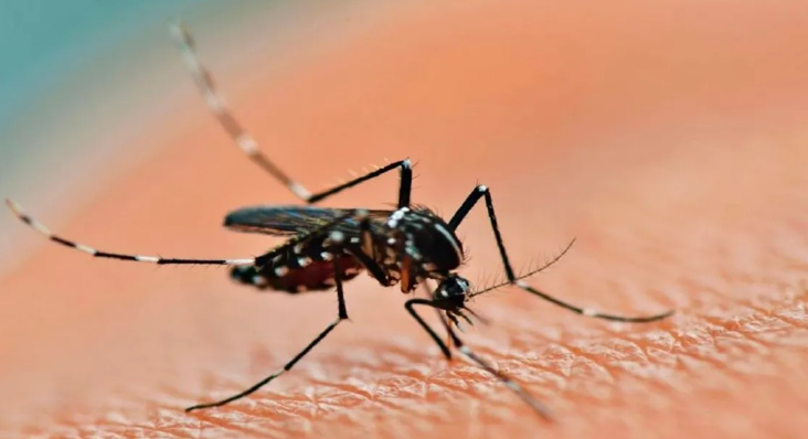 El Ministerio de Salud emitió una alerta por casos de dengue