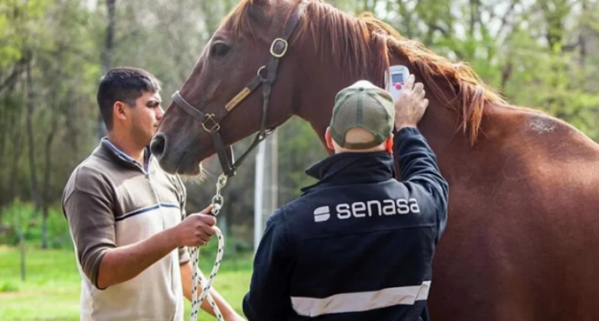 Santa Fe confirma el primer caso de muerte por encefalitis equina del pa&iacute;s