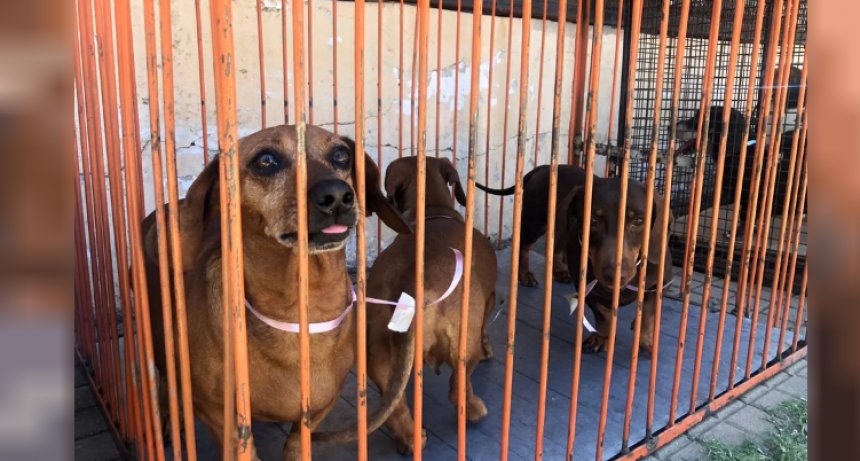 Los detalles del proyecto que agrava penas por maltrato animal