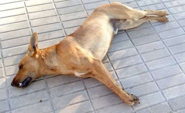 Envenenaron a 20 perros en una localidad de C&oacute;rdoba