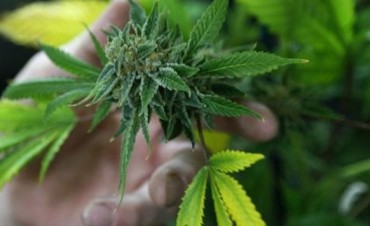 La ONU pidi&oacute; al Gobierno la despenalizaci&oacute;n del uso de drogas para consumo personal