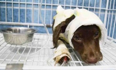 Dejaron libre al &uacute;nico acusado por el crimen de Chocolate 