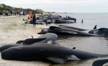 416 ballenas murieron encalladas en una playa de Nueva Zelanda