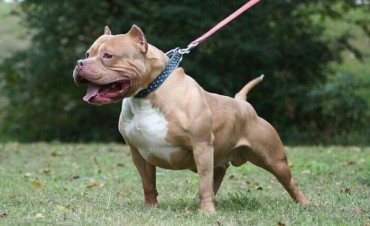 Ajustici&oacute; a machetazos al pitbull porque mat&oacute; a su caniche toy 