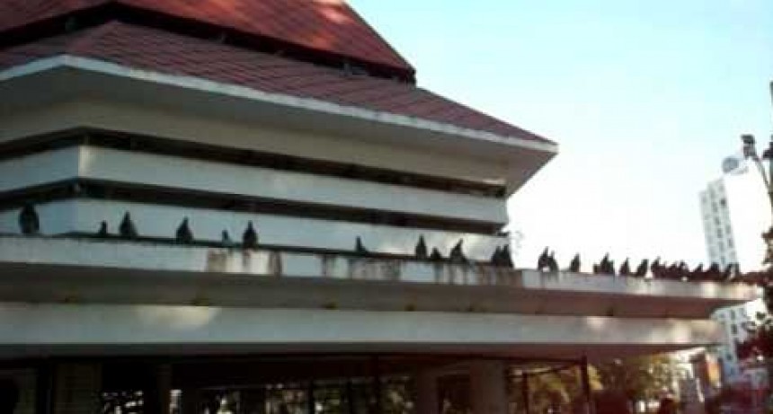 Piojos, par&aacute;sitos y casos de viruela aviar en las palomas de plaza Col&oacute;n