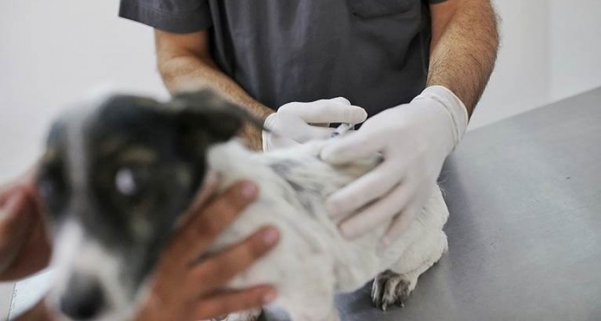 La Municipalidad realizar&aacute; una campa&ntilde;a de castraci&oacute;n gratuita de animales de compa&ntilde;&iacute;a
