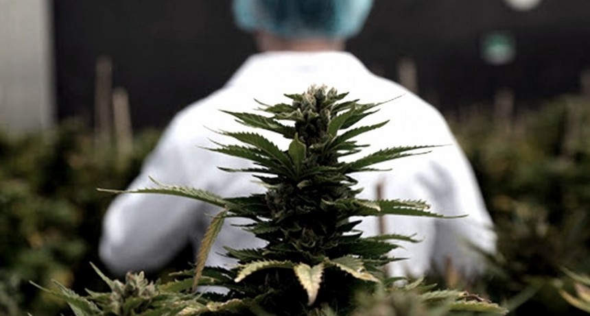 Argentina y Brasil acordaron impulsar la producci&oacute;n y venta del cannabis