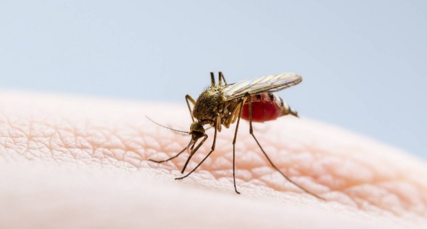 En una semana se duplicaron los casos de dengue en la provincia