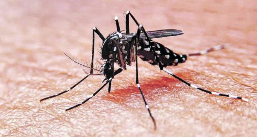 Detectaron un caso de dengue en el norte de la ciudad