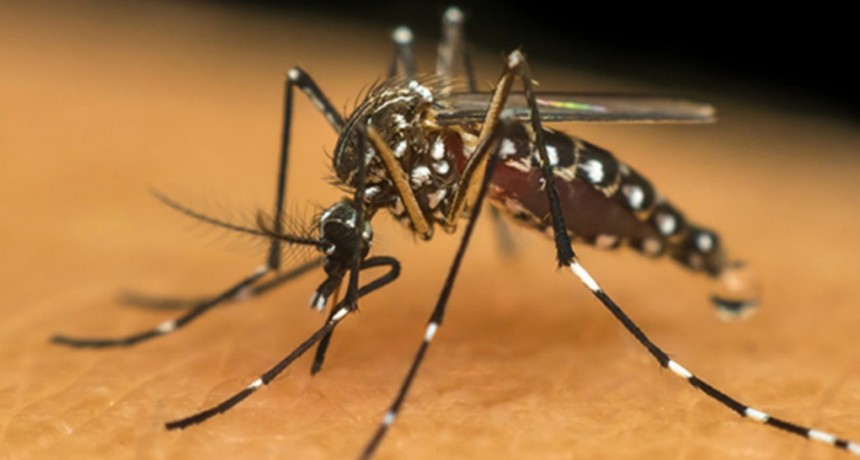 Confirmaron 525 nuevos casos de dengue y una muerte por Encefalitis Equina en la provincia
