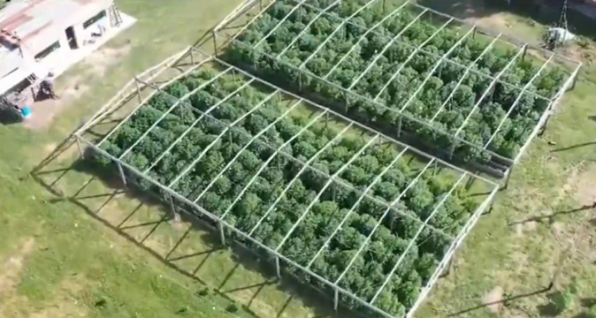 Cay&oacute; "Cachiporri", un narco que ten&iacute;a una importante plantaci&oacute;n de marihuana en Santa Fe