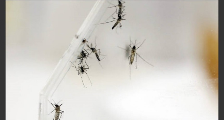Dengue: vienen &ldquo;los meses m&aacute;s problem&aacute;ticos&rdquo; y piden no relajar prevenci&oacute;n