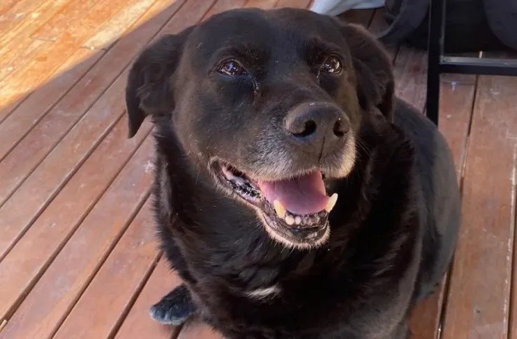 El Tribunal de Faltas sancionó al dueño del pitbull que mató a “Garrafa”