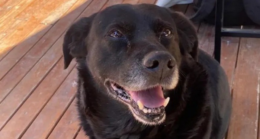 El Tribunal de Faltas sancionó al dueño del pitbull que mató a “Garrafa”