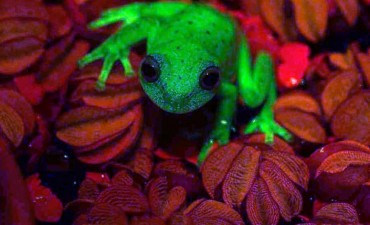 Encontraron en la Argentina la primera rana fluorescente del mundo