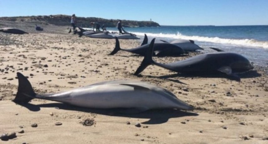 Aparecieron muertos 49 delfines en las playas de Puerto Madryn