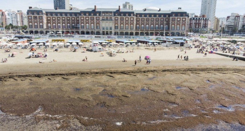 Mar del Plata se llen&oacute; de algas en el cierre del fin de semana largo