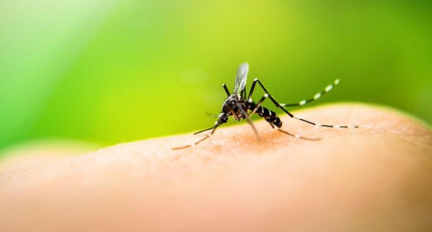 La provincia describi&oacute; la situaci&oacute;n actual en relaci&oacute;n al dengue