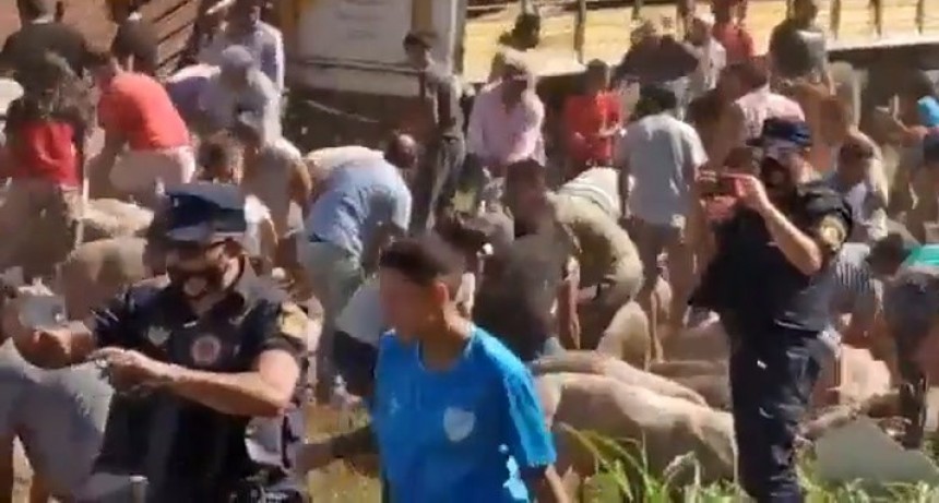 C&oacute;rdoba: volc&oacute; cami&oacute;n con cerdos y vecinos robaron animales
