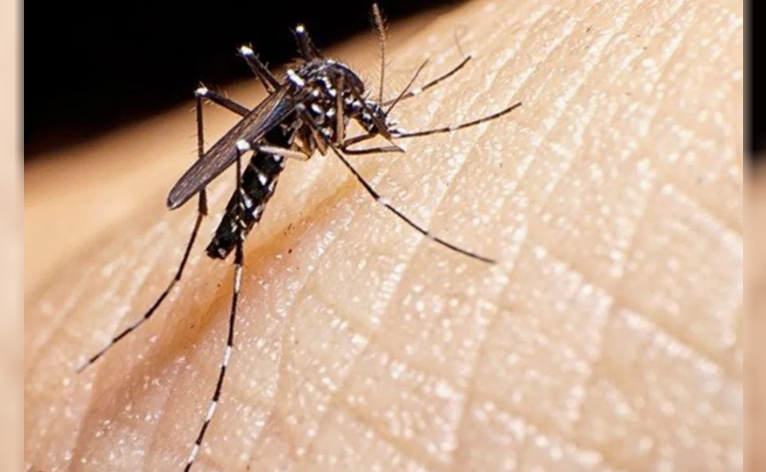 Confirman cinco casos de chikungunya en Santa Fe