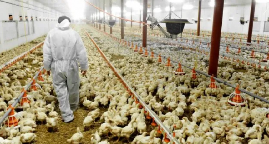 Gripe aviar: el Senasa suspendi&oacute; las exportaciones de pollos y huevos