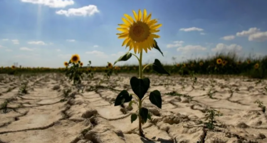 Santa Fe tuvo la peor cosecha de girasol en 12 a&ntilde;os