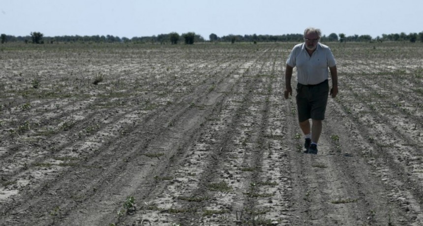 La lluvia trajo alivio a los productores agropecuarios de la provincia