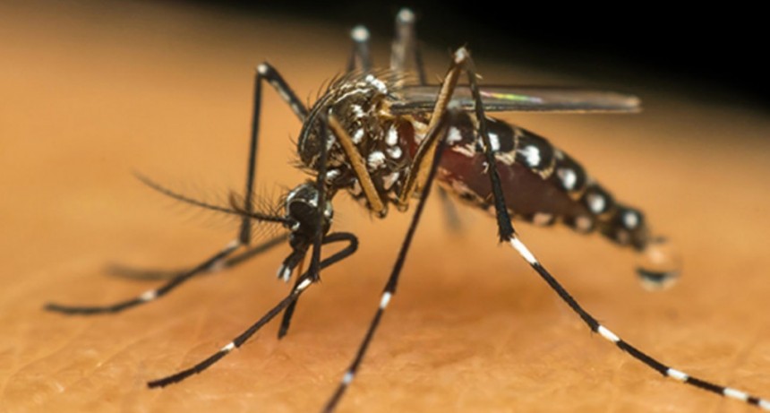 El dengue pega duro en Santa Fe: fiebre rompe huesos, el s&iacute;ntoma que predomina entre los infectados