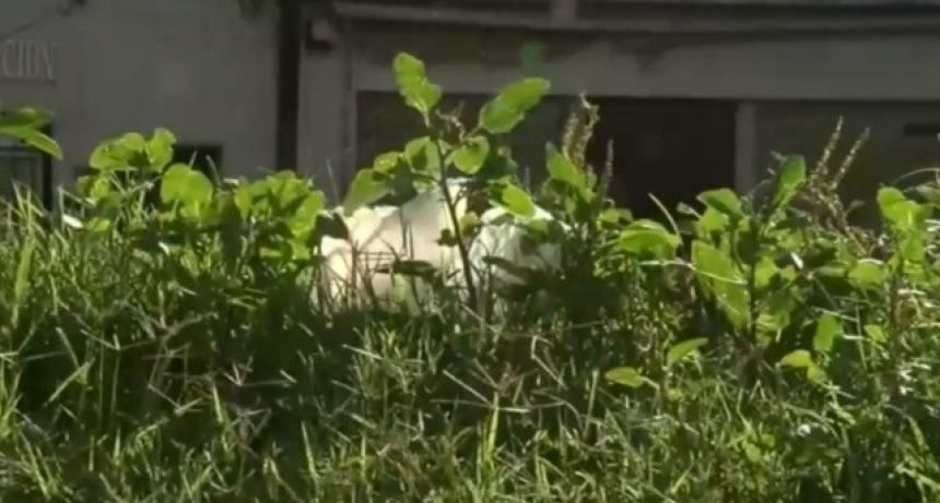 Dengue: vecinos de barrio punta norte reclaman por los yuyales