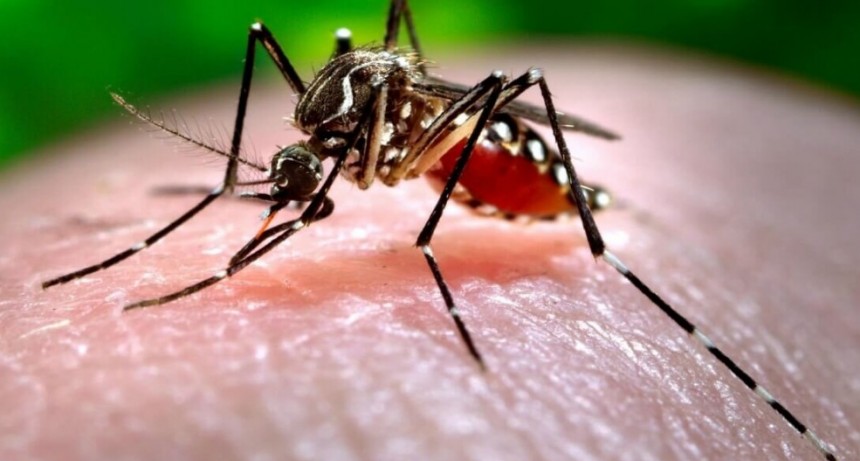 Dengue en Argentina: confirmaron m&aacute;s de 120 mil casos y 79 muertes en los &uacute;ltimos ocho meses