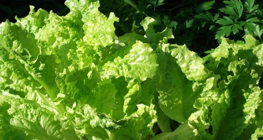 ¡De locos! Ahora la lechuga está más cara que el asado